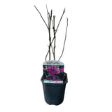 Green boutiQ - Heesters -  Magnolia Susan  - Bloemen Donker Roze - 1 plant - bladverliezend - weinig onderhoud - kruka 17cm hoogte 45cm