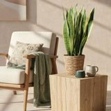 Green BoutiQ - Green is... Kamerväxtn - Utanevieria Laurentii - Vrouwentong - Weinig onderhoud - Groen - 1 Plant - Kruka 21cm - Hoogte 70-80cm