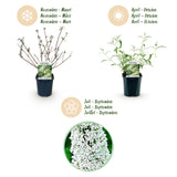 La Green Touch - Trädgårdsväxt - Buddleja davidii White Profusion - Fjärilsbusk - Winterhard - Vit - 3 Plantor - Kruka 17cm - Höjd 45cm
