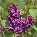 La Green Touch - Trädgårdsväxt - Syringa vulgaris Ludwig Spath - Vanlig Syrén - Frosthart - Lila - 1 Plant - Kruka 17cm - Höjd 45cm