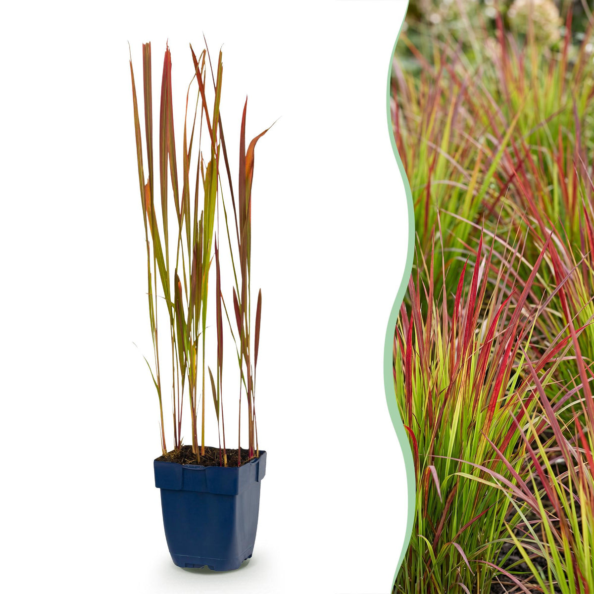 Imperata Red Baron - Herbe sanglante du Japon - H 15-25 cm, pot Ø11 cm