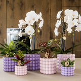 Kolibri Orchids | Växtnset Poppy Paars | Witte Lausanne orchidee 12 cm + groene plant 9 cm incl. sierpotten – vers van de kweker
