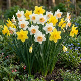 Narcisses en mélange - calibre 10/12 - photo 2