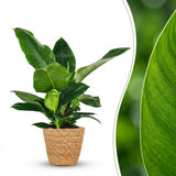 Green boutiQ - Kamerplant - Philodendron - Philodendron Imperial Green - Groen - Weinig onderhoud - 1 Plant - met Mand - Kruka 19cm - Hoogte 65cm