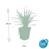 Liriope Big Blue en godet - Liriope muscari - H 10-25 cm, pot Ø9 cm - photo 2