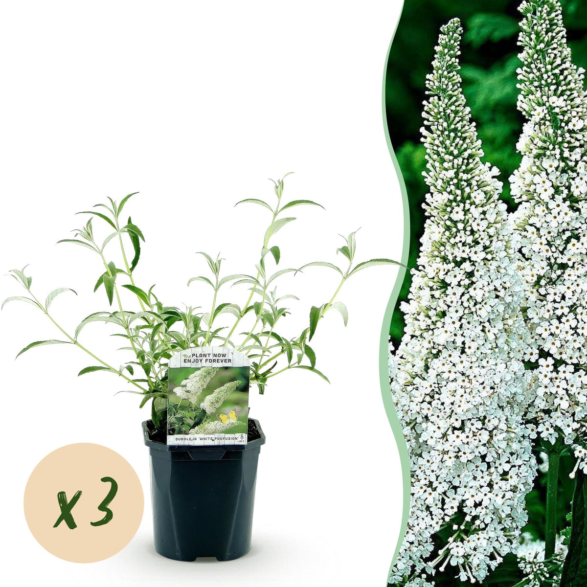 La Green Touch - Trädgårdsväxt - Buddleja davidii White Profusion - Fjärilsbusk - Winterhard - Vit - 3 Plantor - Kruka 17cm - Höjd 45cm
