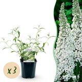 La Green Touch - Trädgårdsväxt - Buddleja davidii White Profusion - Fjärilsbusk - Winterhard - Vit - 3 Plantor - Kruka 17cm - Höjd 45cm