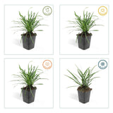 Liriope Big Blue en godet - Liriope muscari - H 10-25 cm, pot Ø9 cm - photo 5