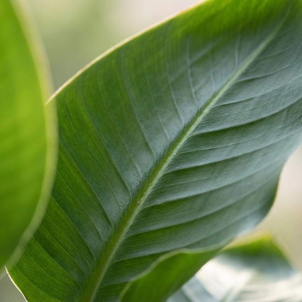 Green boutiQ - Kamerplant - Paradijsvogelplant - Stelitzia Nicolai - Groen - Weinig onderhoud - 1 Plant - Kruka 19cm - Hoogte 80 - 90cm
