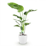 Green BoutiQ - Kamerväxtn - Strelitzia Nicolai - Paradijsvogelbloem - Weinig onderhoud - Groen - 1 Plant - met Potter Wit - Kruka 21cm - Hoogte 110-120cm