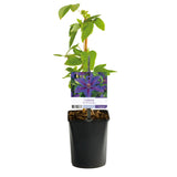 Green boutiQ - Klimplant - Clematis Mrs. N. Thompson - Bloem Roze - Weinig onderhoud -2 växtn -  Kruka 11cm Hoogte 40cm