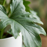 Green boutiQ - Kamerplant - Philodendron - Philodendron Lickety split - Groen - Weinig onderhoud - 1 Plant - met Potter Wit - Kruka 19cm - Hoogte 70cm