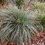 Green boutiQ - Siergrassen - Carex oshimensis Everest - Wit i Groen - 4 Växtn - Bladhoudend - Weinig Onderhoud - Kruka 17cm Hoogte 50cm