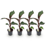 Green boutiQ - Fruitplant - Bananen plant - Ensete ventricosum Maurelli - Winterhard - 4 växtn - Kruka 17cm Hoogte 40cm