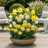 Green boutiQ - Bloembollen - Narcis Botanical mix - Kleur Geel i Wit - 20 stuks - Bolmaat 10/12 - XXL Pack