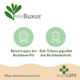 Green boutiQ - Buxus Bol - BetterBuxus Skylight - Resistant tegen de Buxus Schimmel - 1 växtn - kruka 23cm bol 25cm