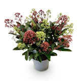 1x - Terrasplant - Skimmia japonica Festival - Bloem Wit & Rood - 15+ Bloemen - 1 Plant - Winterhard - Kruka 15cm Hoogte 30cm