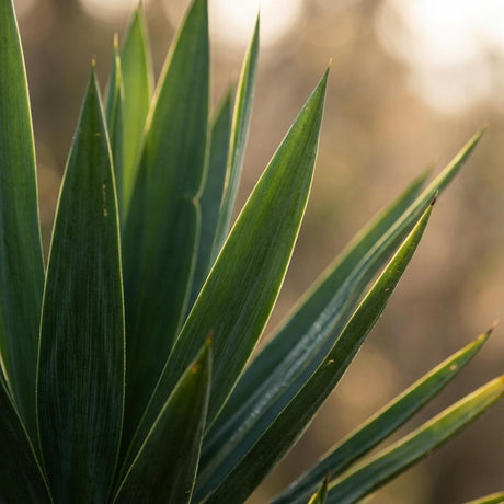 Green boutiQ - Kamerplant - Yucca (Palmlelie) - Yucca Elephantipes - Groen - Weinig onderhoud - 1 Plant - Kruka 21cm - Hoogte 80 - 90cm