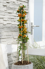 Buisson ardent Orange Glow - Pyracantha - H 65 cm, pot Ø15 cm - photo 2