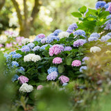 Green boutiQ - Trädgårdsväxt - Hydrangea Endless Summer Blå - Rosa - Vit - Hortensia - Vinterhård - Blå - Rosa - Vit - 3 Växter - Kruka 14cm - Höjd 20-25cm
