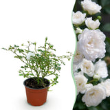 Rosier White Fairy - Rosier polyantha blanc - H 20-25 cm, pot Ø12 cm