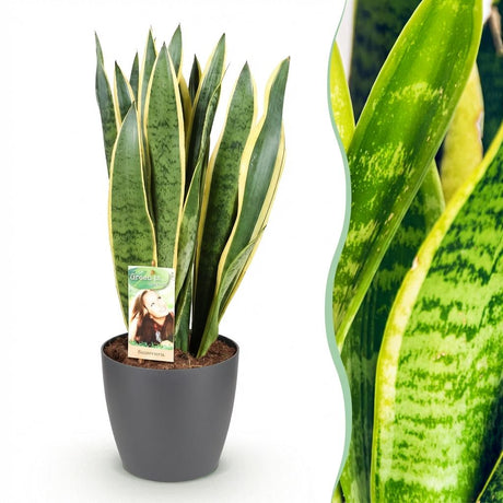 Green BoutiQ - Kamerväxtn - Utanevieria Laurentii - Vrouwentong - Weinig onderhoud - Groen - 1 Plant - met Potter Grijs - Kruka 21cm - Hoogte 70-80cm