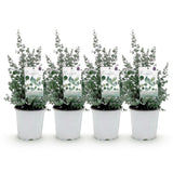 Green boutiQ - Terrasplant - Eucalyptus boom - Eucalyptus gunni  - Grijs - 4 Växtn - Winterhard - Kruka 17cm Hoogte 40cm