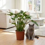 Green boutiQ - Kamerplant - Philodendron - Philodendron Xanadu - Groen - Weinig onderhoud - 1 Plant - Kruka 19cm - Hoogte 60cm