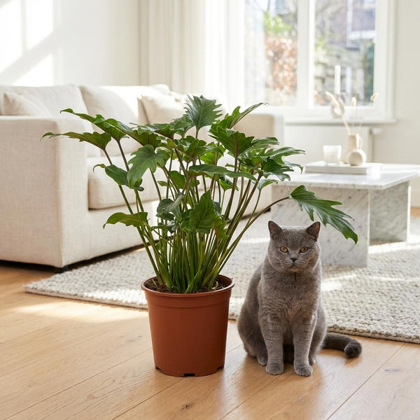 Green boutiQ - Kamerplant - Philodendron - Philodendron Xanadu - Groen - Weinig onderhoud - 1 Plant - Kruka 19cm - Hoogte 60cm