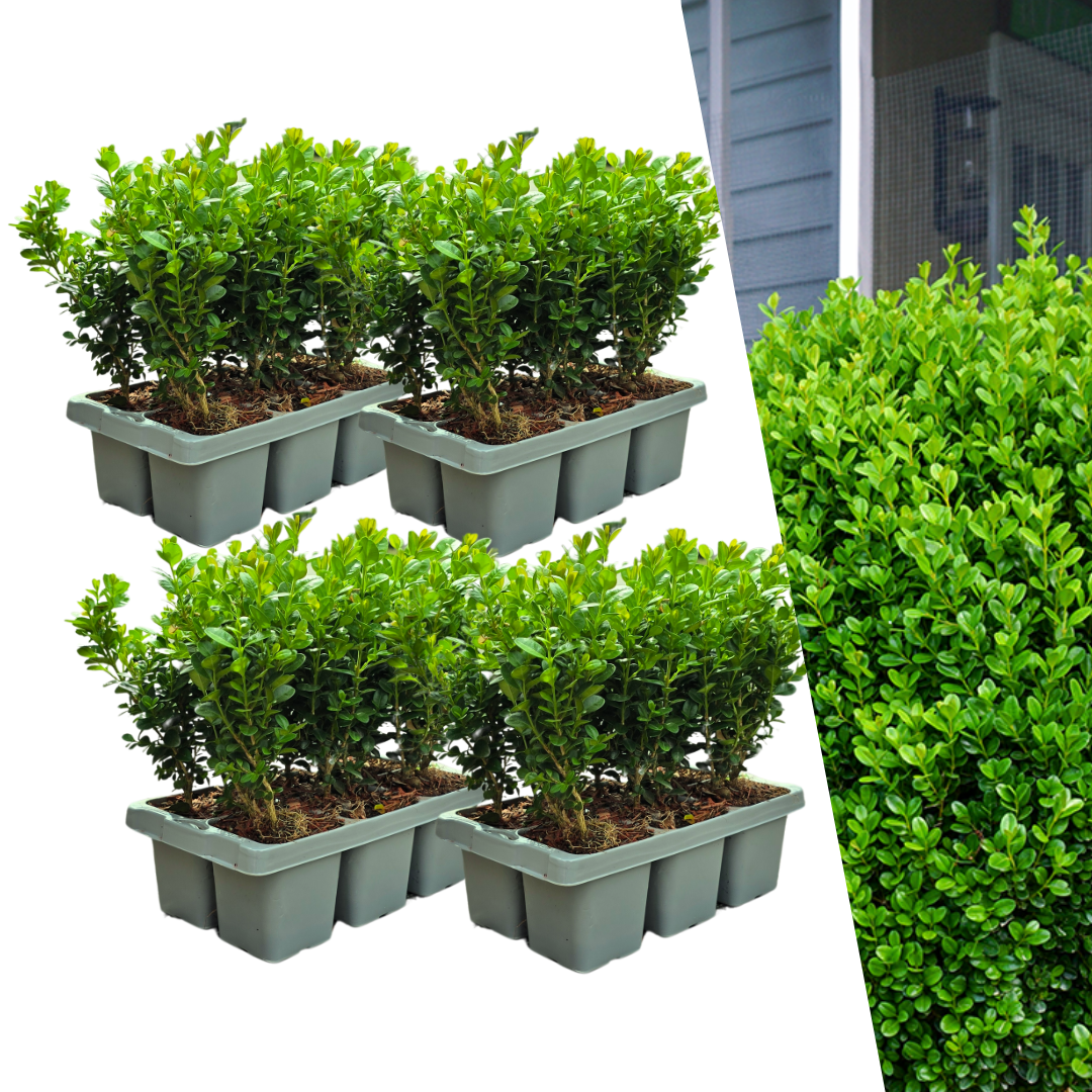 4 x 6-Pack Buxus NewGen Freedom – Winterharde Groenblijvende Struiken 24 x Ø7 cm - ↕15 cm | Compacte Buxus