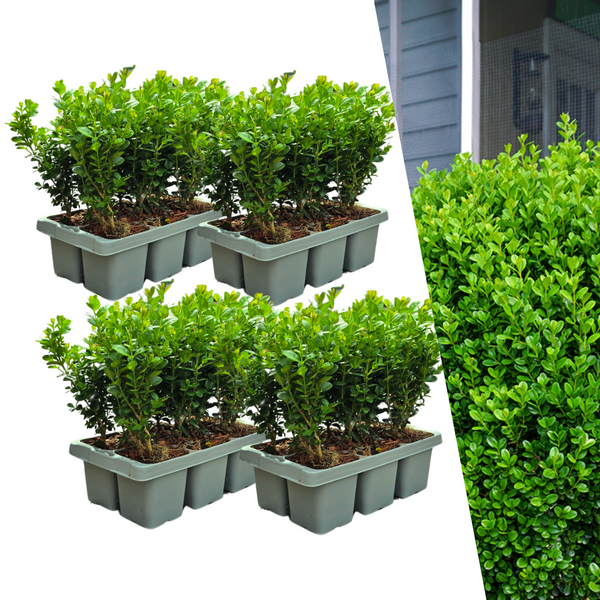 4 x 6-Pack Buxus NewGen Freedom – Winterharde Groenblijvende Struiken 24 x Ø7 cm - ↕15 cm | Compacte Buxus