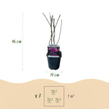 Green boutiQ - Heesters -  Magnolia Susan  - Bloemen Donker Roze - 1 plant - bladverliezend - weinig onderhoud - kruka 17cm hoogte 45cm