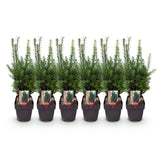 Green boutiQ - Haagväxtn - Taxus media Hilii - blad groen - 6 växtn - 1 strekkende meter - groenblijvend - kruka 17cm hoogte 60cm