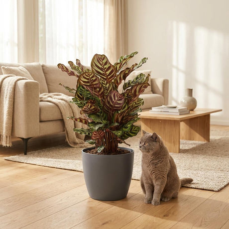 Green boutiQ - Kamerplant - Pauwenplant - Calathea Makoyana - Groen - Weinig onderhoud - 1 Plant - met Mand - Kruka 19cm - Hoogte 70cm