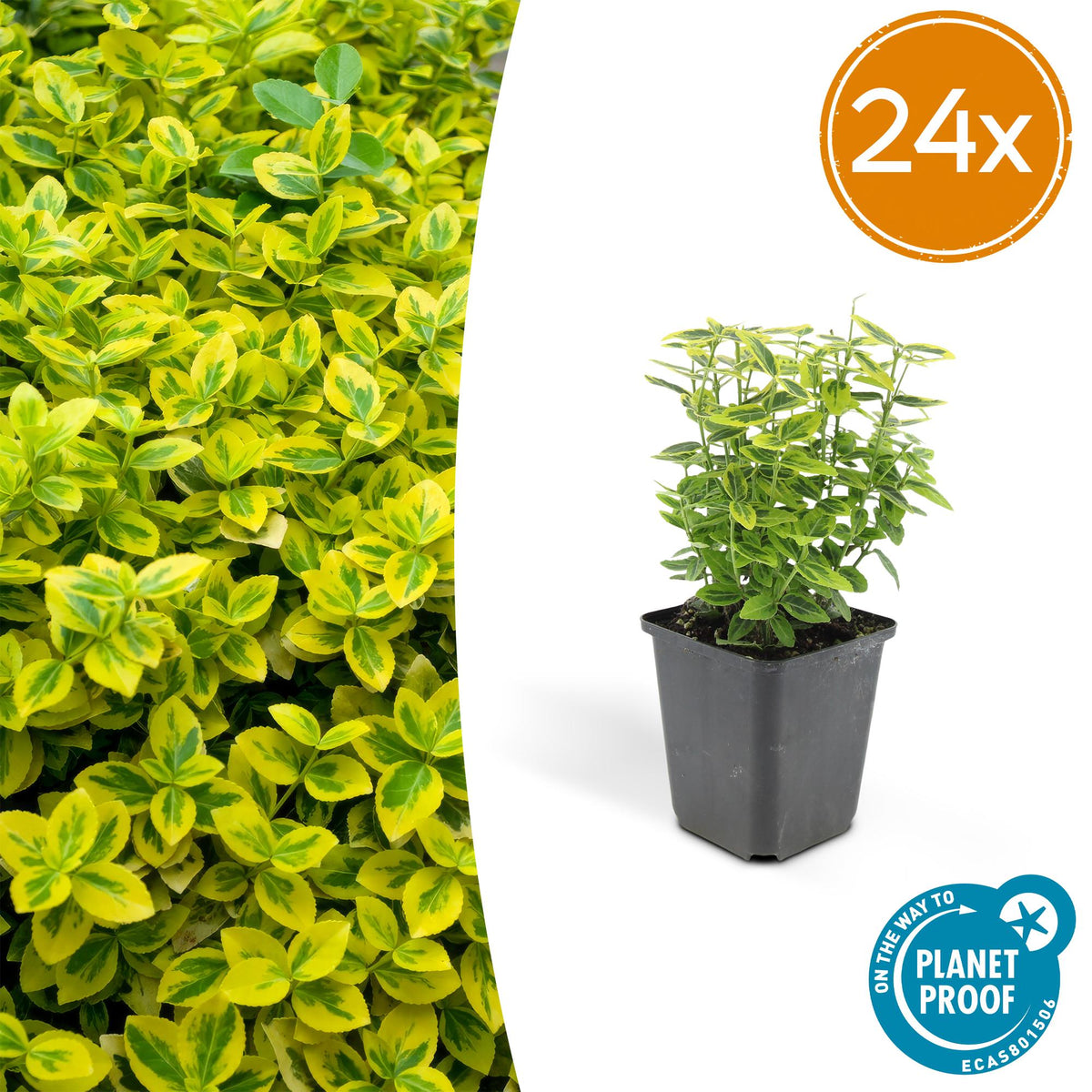 Fusain Emerald 'n' Gold en godet - Euonymus fortunei - H 10-25 cm, pot Ø9 cm - photo 8