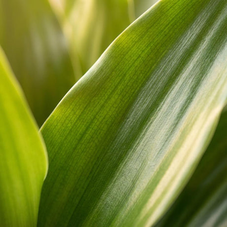Green boutiQ - Kamerplant - Drakenbloedboom Janet Craig - Dracaena Janet Craig - Groen - Weinig onderhoud - 1 Plant - Kruka 21cm - Hoogte 90 - 100cm