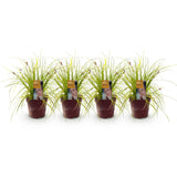 Green boutiQ - Siergrassen -  Carex oshimensis Everillo - Geel - 4 Växtn - Bladhoudend - Weinig Onderhoud - Kruka 17cm Hoogte 50cm