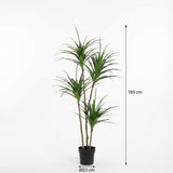 Dracaena konstgjord växt h165cm