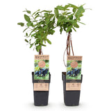 Green boutiQ - Fruitplant - Honingbes - Lonicera caerulea Kamchatika - Blauwe Bes - 2 växtn - Kruka 15cm Hoogte 50cm