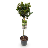 Green boutiQ - Tuinplant - Laurus nobilis - Plant op stam - Terras Plant - Bladhoudend - Weinig Onderhoud - Kruka 19cm Hoogte 90cm