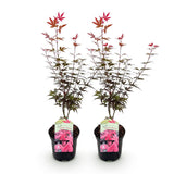 Green boutiQ - Terrasplant - Japanse Esdoorn - Acer palmatum Skeetsers Broom - Paars - 2 Växtn - Bladverliezend - Kruka 19cm Hoogte 70cm