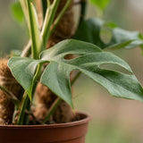 Green boutiQ - Kamerplant - Mini Gatenplant - Monstera Minima Mosstok - Groen - Weinig onderhoud - 1 Plant - Kruka 19cm - Hoogte 90cm