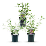 Green boutiQ - Trädgårdsväxt - Buddleja davidii Tricolour - Fjärilsbusk - Vinterhard - Blå - Rosa - Vit - 3 Växter - Kruka 17cm - Höjd 45cm