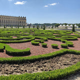 Green boutiQ - Buxus Haag - BetterBuxus Babylon Beauty - Resistant tegen de Buxus schimmel - 4 växtn - 1 strekkende meter - kruka 19cm hoogte 50-55