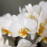 Kolibri Orchids - Surprise box mix - växtn eenkleurig voordeel box - verrassingsbox met 2 orchideeën Ø9cm - vers van de kweker