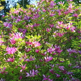 Green boutiQ - Heesters -  Magnolia Susan  - Bloemen Donker Roze - 1 plant - bladverliezend - weinig onderhoud - kruka 17cm hoogte 45cm