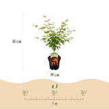 Green boutiQ - Terrasplant - Japanse Esdoorn - Acer palmatum Orange Dream - Oranje - 2 Växtn - Bladverliezend - Kruka 19cm Hoogte 70cm
