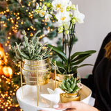 Orchidée Phalaenopsis blanche Mineral Amabilis et 2 succulentes - coffret Allure Shiny or - pot Ø9 cm