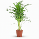 Green boutiQ - Kamerplant - Goudpalm - Dypsis Lutescens Areca - Groen - Weinig onderhoud - 1 Plant - Kruka 21cm - Hoogte 90 - 100cm