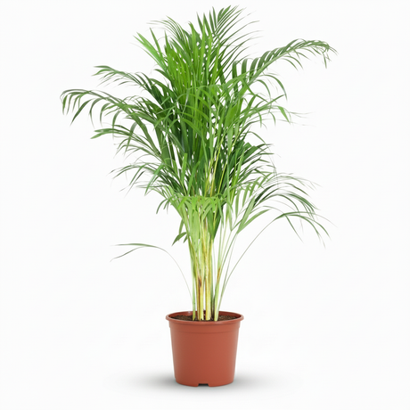 Green boutiQ - Kamerplant - Goudpalm - Dypsis Lutescens Areca - Groen - Weinig onderhoud - 1 Plant - Kruka 21cm - Hoogte 90 - 100cm